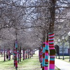 Trees at the University of Texas, Austin. Image: Matthew Juran/Flickr