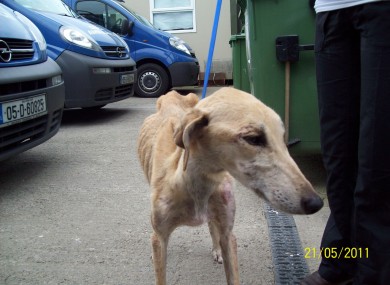 Allegra the lurcher, who was rescued by Dublin SPCA staff last weekend in an emaciated condition