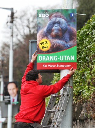 Dublin Zoo hasn't yet commented on whether it will be fielding its Orang-Utan in the Dublin West.