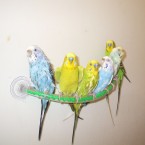 A Flock of Budgies (Band name?)... Photo: Budgiejen via Flickr