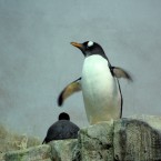 Penguin in a flap (Munir/Flickr)