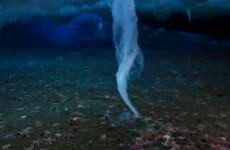 The 'brinicle' reaches the ocean floor... and some unlucky starfish