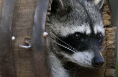 Not the raccoon in question (File photo)