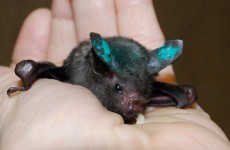 Lil' Drac, ain't he just the cutest? 