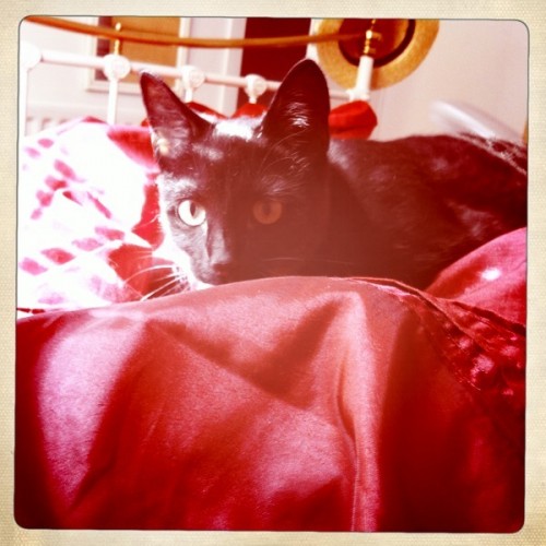 kitty