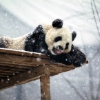 A panda is seen during a snowfall at Yantai Zoo on December 15, 2011 in Yantai, Shandong Province of China. (Photo by Shi Liguo/ChinaFotoPress)***_***423926279