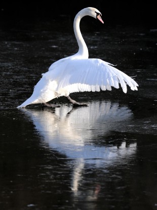 A swan walks on the frozen Marden Quarry in North Tyneside