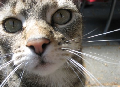 File photo of a cat, alive