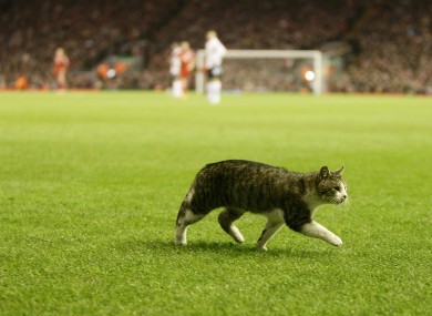 The Anfield Cat heads goalwards at Anfield earlier this month.