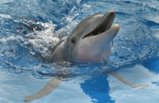 A dolphin at a public aquarium in Florida