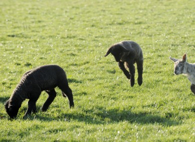 Newborn lambs on a Kildare farm earlier this month