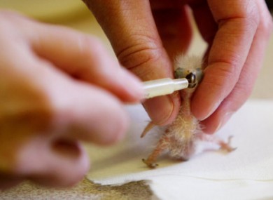 Look how far we've come...a baby lorikeet is fed through a syringe.