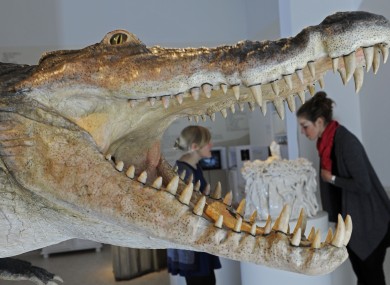 Crocodile fossil discovered in Dorset -maybe it looked like this - we shall never know
