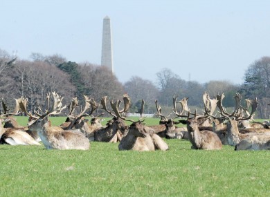 Deer relaxing in the sunshine in Dublin's Phoenix Park today