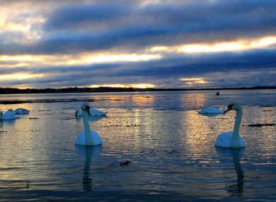 Swans on the Galway coast