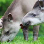 Tapirs are native to the tropics of South and Central America.
