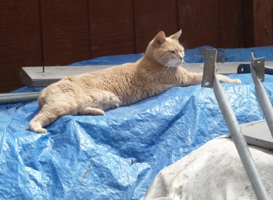 Mayor Stubbs relaxing after a long day's work