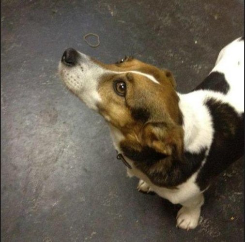 patch the dog