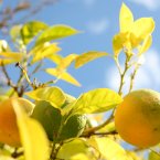 Citrus fruits generate their own electron-producing acids that can be used to power LEDs. Source: Illinois.edu (Pic: Stephen Pond/EMPICS Sport/PA Wire)