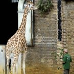 A giraffe is measured. (Image: Rebecca Naden/PA Wire)