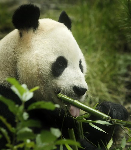 Yang Guang birthday
