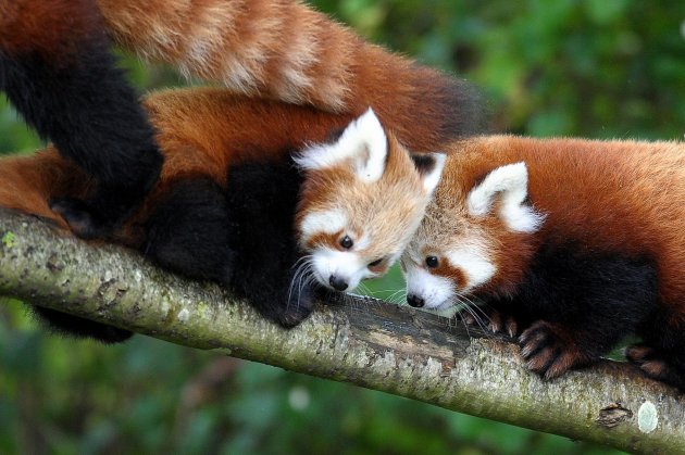 Baby Red Pandas