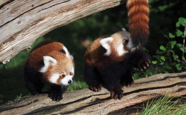 Baby Red Pandas