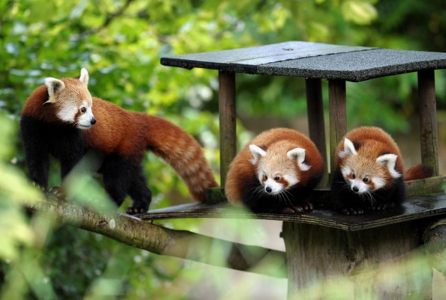 Baby Red Pandas