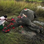 A villager offers flowers to a female adult elephant lying dead on a paddy field in Panbari village, about 50 kilometers east of Gauhati, India. The elephant, who was crossing a railway line with a herd of wild Asiatic elephants, was killed after being hit by a speeding train. (AP Photo/Anupam Nath)