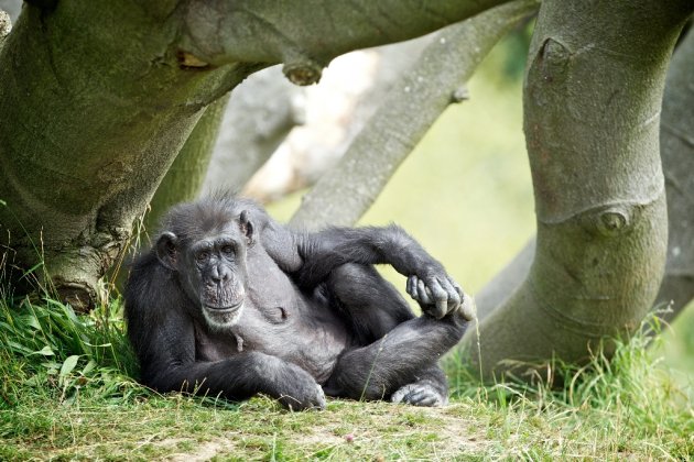 NO REPRO FEE - 10.09.12This week Dublin Zoo, a not-for-profit organisation, team up with Age Action Ireland for Positive Ageing Week 2012 to celebrate chimpanzees Betty and Wendy?s 50th birthday. On Wednesday, 12th September, Dublin Zoo will offer complimentary entry to visitors age 50 and over. Visitors will enjoy extra keeper talks, tours and storytelling. Betty and Wendy are the oldest members of the chimpanzee family at Dublin Zoo.  They arrived in 1965 when both chimps were three years old and have lived at Dublin Zoo ever since. The chimps have grown up together and have formed a very special bond.