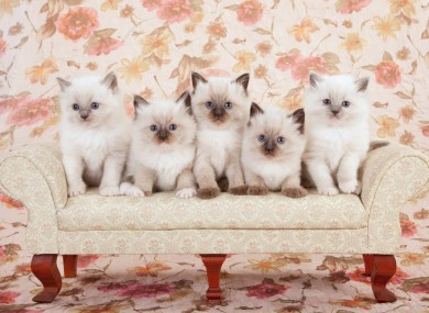 We had dogs yesterday so in the interests of equality, here's five kittens/cats.