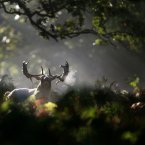 A lone stag walks through the early morning sunshine at Dunham Massey in Altrincham, Cheshire. (PA)