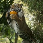 Jae Jae, a four year old Sumatran tiger, is seen through a viewing window as he plays with a feed coated pumpkin placed in his enclosure during a Halloween event for the media at London Zoo in London. (AP Photo/Matt Dunham)
