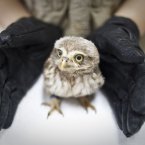 In this May 16, 2011 photo, a veterinarian stretches her hands to protect a little owl, which is poisoned by pesticide and suffering from a neurological disorder that makes it difficult to keep its balance while standing, after a medical check at the Beijing Raptor Rescue Centre in China. (AP Photo/Alexander F. Yuan)