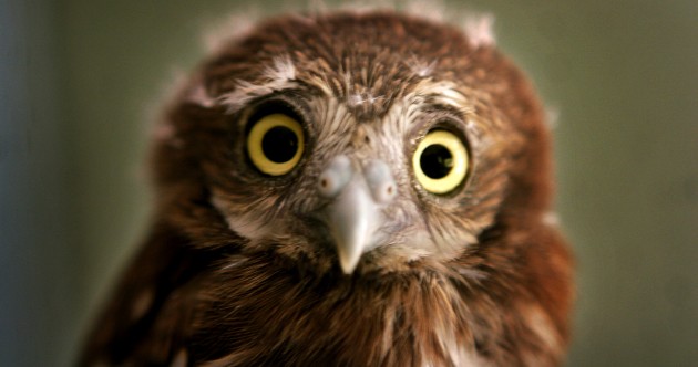 It’s Friday so here’s a slideshow of owls from around the world