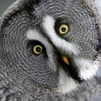 A great gray owl screws his head at the zoo in Muenster, Germany. (AP Photo/Martin Meissner)