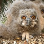 A two week old owlet born at the Raptor Foundation Woodhurst, Cambridgeshire.