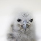 A two-week-old Malay fish owl waits to be fed at the Jurong Bird Park in Singapore. (AP Photo/Wong Maye-E)