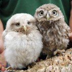 An unusual six-week-old little owl (left) that has smaller eyes and is of a greyer colour alongside a typical little owl of a similar age at the Barn Owl Centre in Brockworth, Gloucestershire.