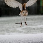 A barn owl flies through the snow at Chessington World of Adventures and Zoo in Surrey.