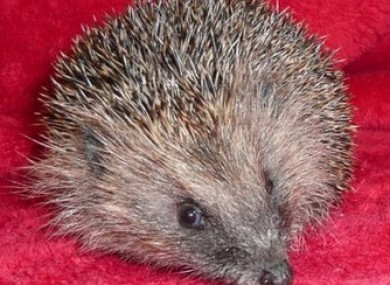 Crispian, safe after his ordeal