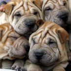 So apparently shoes get wrinkles...and these people
iron them all out before they're sold. We're not aware of any job that involves ironing Shar-Pei puppies. (Image: Javier Galeano/AP)