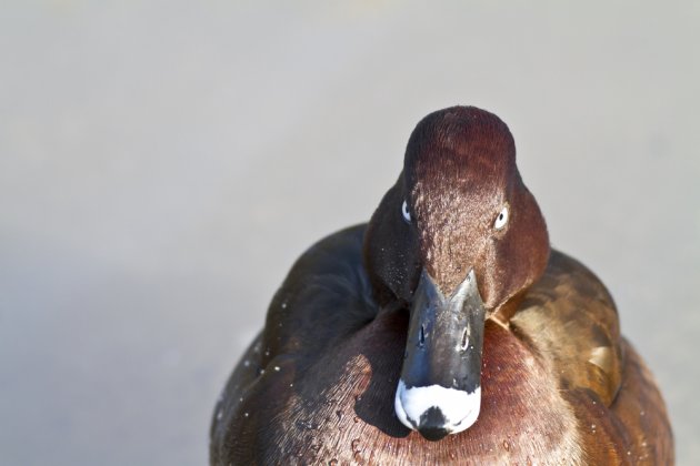 angryduck