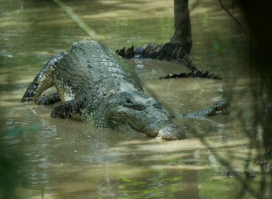 A crocodile: a more common sight than usual in South Africa at the moment.