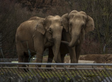 Baby and Nepal, two elephants suffering from tuberculosis, stand in their enclosure at the Parc de la Tete d'Or Zoo in Lyon.