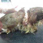 Pic: ISPCA