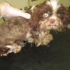 Pic: ISPCA