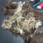 The matted and dirty fur removed from Jin the rescued dog's coat.
Pic: ISPCA