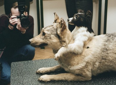 The shocking image of the dog with two heads.
