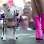 This dog is wearing a tutu. This indignity. (AP Photo/The Canadian Press, Michelle Siu)